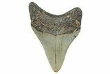 Serrated, Fossil Megalodon Tooth - North Carolina #273932-1